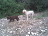 Perro de Agua Espanol Foto: Mein Freund BolleWir leben alle zusammen auf Mallorca (ID 36323) Perro de Agua Espanol Hund