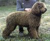 Perro de Agua Espanol Foto: Ocuri Wold Champion 2002 von Oliva (ID 14218) Perro de Agua Espanol Hund