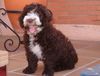 Perro de Agua Espanol Foto: Taranto von Jícara von Oliva (ID 14217) Perro de Agua Espanol Hund