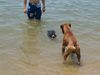 Perro de Agua Espanol Foto: Taranto y Lupo (ID 14332) Perro de Agua Espanol Hund
