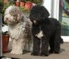 Perro de Agua Espanol Foto: Alotta und Emma (ID 17673) Perro de Agua Espanol Hund