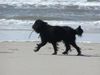 Perro de Agua Espanol Foto: Emma am Strand (ID 17674) Perro de Agua Espanol Hund