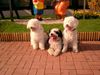 Perro de Agua Espanol Foto: Sally, Gino & Leonie (ID 19824) Perro de Agua Espanol Hund
