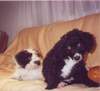 Perro de Agua Espanol Foto: THEESE ARE MY WATER SPANISH DOG (ID 914) Perro de Agua Espanol Hund