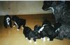 Perro de Agua Espanol Foto: Taranto, Fandango, Sorongo, Tango, Buleria y Saeta von Jicara (ID 14333) Perro de Agua Espanol Hund