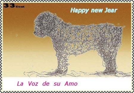 Perro de Agua Espanol Hunde Foto 28257 in höherer Auflösung ansehen Perro de Agua Espanol Jicara´s Dream