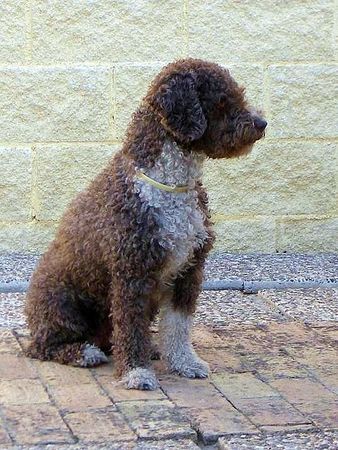 Perro de Agua Espanol Jicara