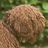 Perro de Agua Espanol, Spanish Water Dog