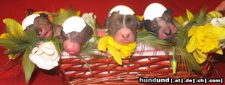Peruvian Inca Orchid Hunde Foto 23519 in höherer Auflösung ansehen Peruvian Inca Orchid Wanhan Wuoren Happy Easter