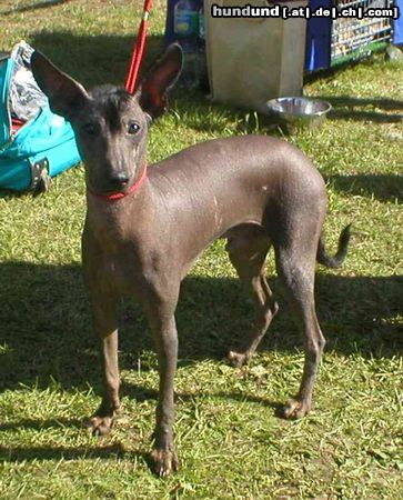 Peruvian Inca Orchid Hunde Foto 17016 Peruvian Inca Orchid Ashley Boy od Cidliny
