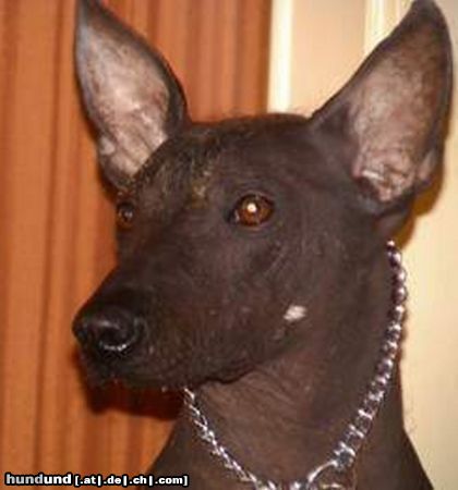 Peruvian Inca Orchid Hunde Foto 16820 Peruvian Inca Orchid Flor de Canela Delfino Can is born in Peru - Lima