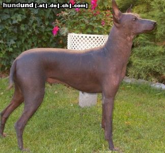 Peruvian Inca Orchid Hunde Foto 16819 Peruvian Inca Orchid Peruvian Inca Orchid large 53 cm, She lives in Czech www.hairlessbrno.com