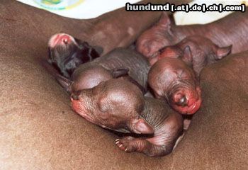 Peruvian Inca Orchid Hunde Foto 23515 Peruvian Inca Orchid Wanhan Wuoren Aika-litters