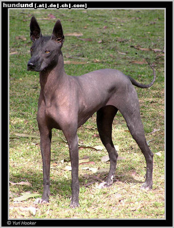 Peruvian Inca Orchid Lucrecia, the autentic peruvian hairless dog