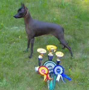 Peruvian Inca Orchid Small size Peruvian Hairless Dog 