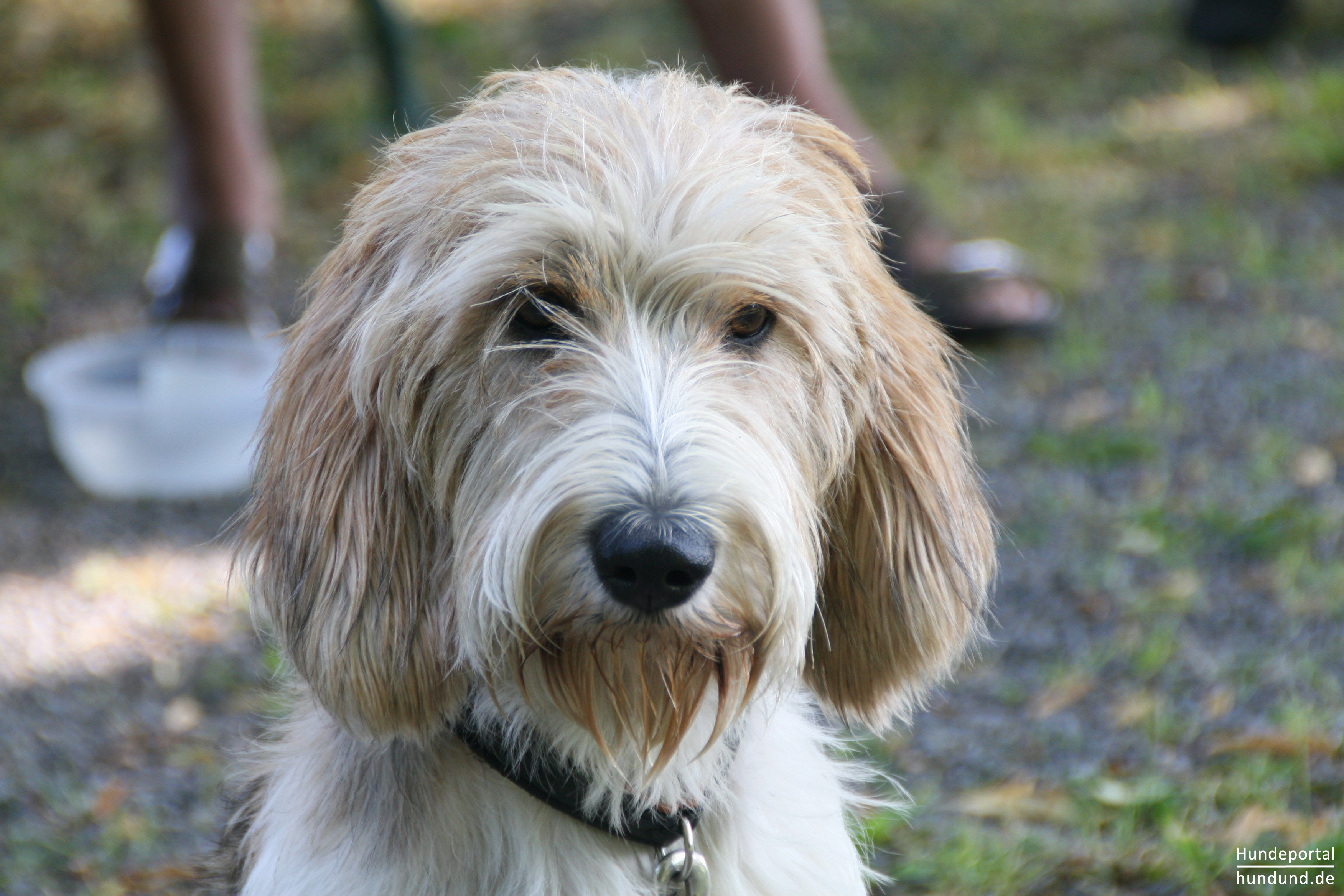 Petit Basset Griffon - hundund.de