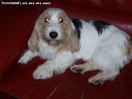 Petit Basset Griffon Vendéen Leyla...Im Urlaub gehört die Couch mir!!!