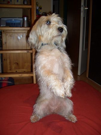 Petit Basset Griffon Vendéen Hunde Foto 28597 Petit Basset Griffon Vendéen Hallöchen...
