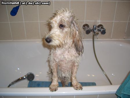 Petit Basset Griffon Vendéen Hunde Foto 25950 Petit Basset Griffon Vendéen schön dreckig...