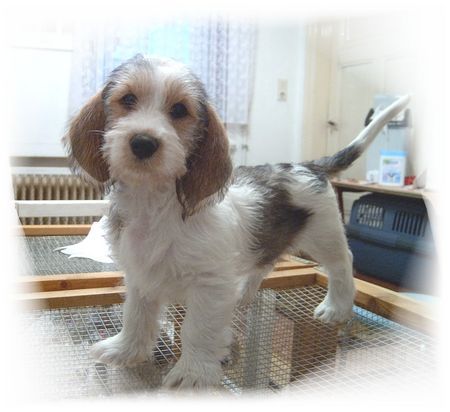 Petit Basset Griffon Vendéen