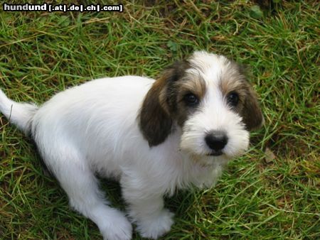 Petit Basset Griffon Vendéen Hunde Foto 6010 Petit Basset Griffon Vendéen Wer kann da widerstehen? Bonnie mit 11 Wochen