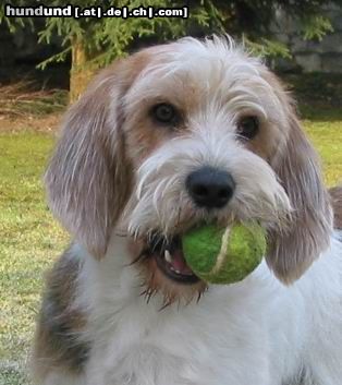 Petit Basset Griffon Vendéen Hunde Foto 4156 Petit Basset Griffon Vendéen Mein Bällchen!