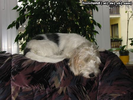 Petit Basset Griffon Vendéen Hunde Foto 14262 Petit Basset Griffon Vendéen Hier schlaf ich gerne...