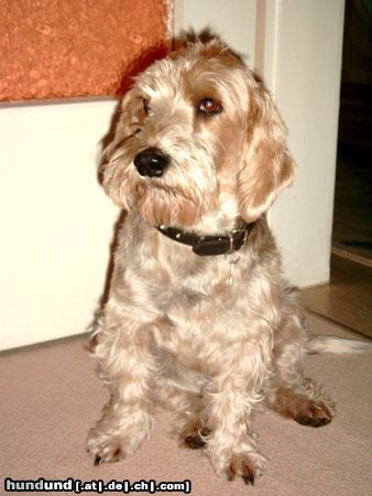 Petit Basset Griffon Vendéen Hunde Foto 11468 Petit Basset Griffon Vendéen das ist unser aller liebster Obelix