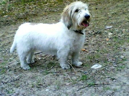 Petit Basset Griffon Vendéen Hunde Foto 39861 Petit Basset Griffon Vendéen Cakom Lempi