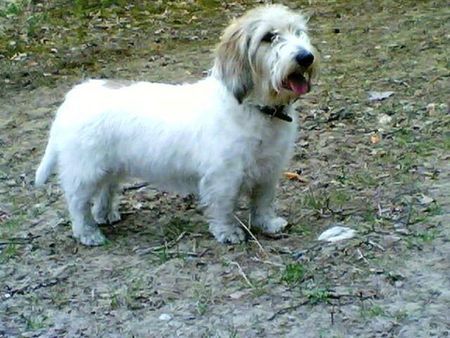 Petit Basset Griffon Vendéen Cakom Lempi