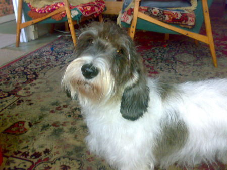 Petit Basset Griffon Vendéen My new puppy from USA