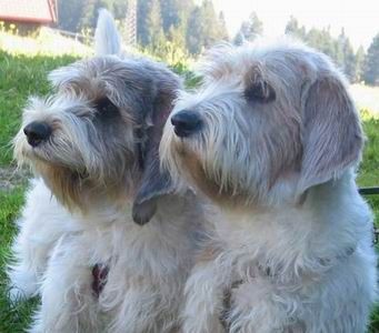 Petit Basset Griffon Vendéen Hunde Foto 29282 Petit Basset Griffon Vendéen Vater und Sohnemann