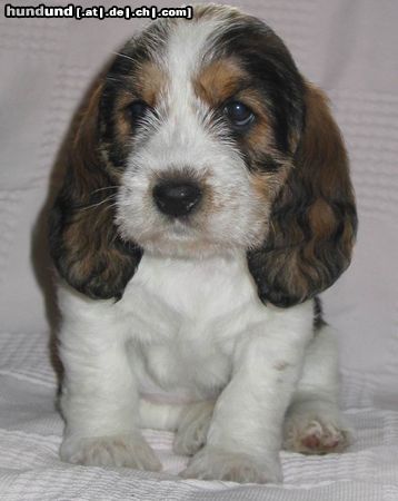 Petit Basset Griffon Vendéen Hunde Foto 9151 Petit Basset Griffon Vendéen Aimée, 5 Wochen