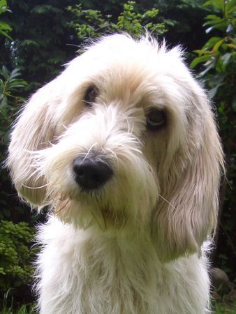 Petit Basset Griffon Vendéen Hunde Foto 39339 Petit Basset Griffon Vendéen Petit basset griffon vendeen