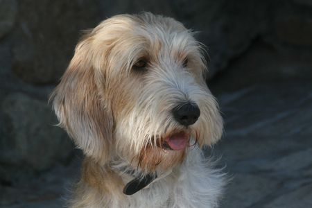 Petit Basset Griffon Vendéen Überall Wildschweinspuren - das schafft!