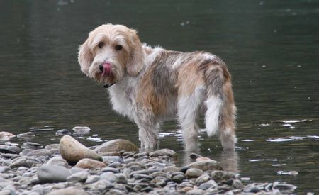 Petit Basset Griffon Vendéen Das ist Erfrischung!