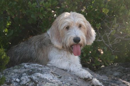 Petit Basset Griffon Vendéen Überall Wildschweinspuren - das schafft!