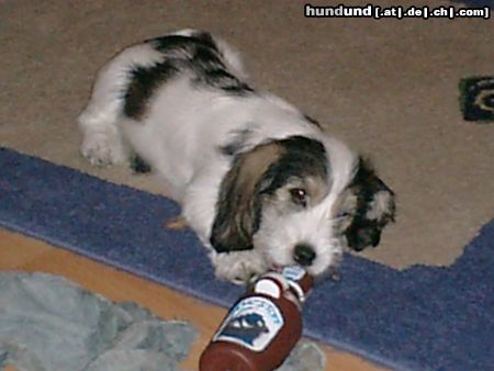 Petit Basset Griffon Vendéen Hunde Foto 7329 Petit Basset Griffon Vendéen Aimée mit 20 Wochen............