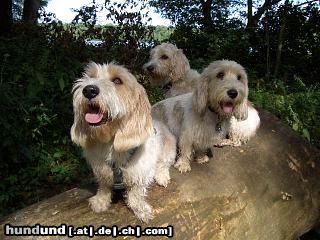Petit Basset Griffon Vendéen Hunde Foto 24486 in höherer Auflösung ansehen Petit Basset Griffon Vendéen