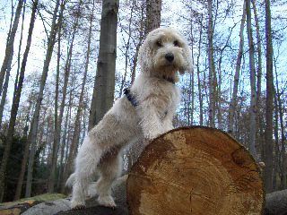 Petit Basset Griffon Vendéen Hunde Foto 29936 in höherer Auflösung ansehen Petit Basset Griffon Vendéen Jenny-22 monate