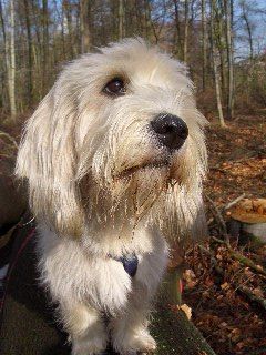 Petit Basset Griffon Vendéen Hunde Foto 29934 in höherer Auflösung ansehen Petit Basset Griffon Vendéen Jenny-22 monate