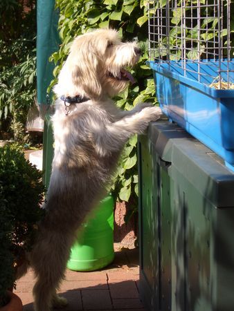 Petit Basset Griffon Vendéen