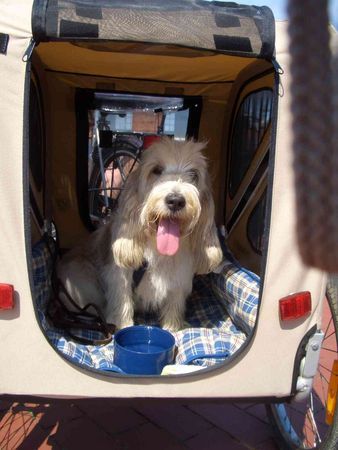 Petit Basset Griffon Vendéen Mein Wagen....