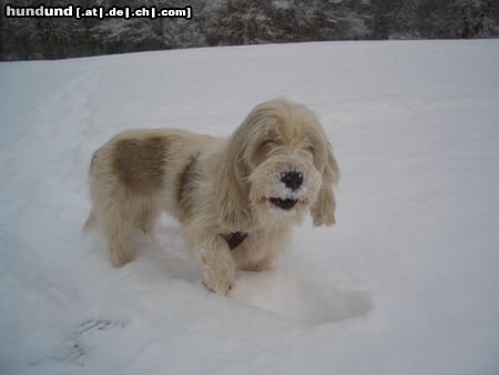 Petit Basset Griffon Vendéen Süße Schnautze