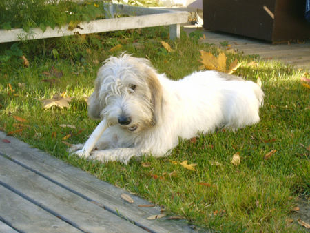 Petit Basset Griffon Vendéen Hunde Foto 27699 Petit Basset Griffon Vendéen Cakom Lempi