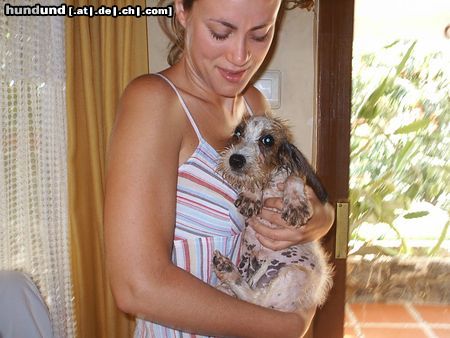 Petit Basset Griffon Vendéen Hunde Foto 16471 Petit Basset Griffon Vendéen RUFFO aus der dusche