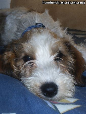 Petit Basset Griffon Vendéen Hunde Foto 16473 Petit Basset Griffon Vendéen RUFFO im schlaff