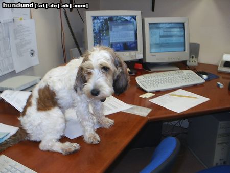 Petit Basset Griffon Vendéen Hunde Foto 16474 Petit Basset Griffon Vendéen RUFFO im mein büro