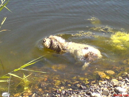 Petit Basset Griffon Vendéen Merle schwimmt gerne