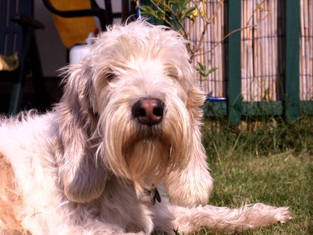 Petit Basset Griffon Vendéen Hunde Foto 31535 in höherer Auflösung ansehen Petit Basset Griffon Vendéen So ein Tag in der Sonne ist toll...!!!
